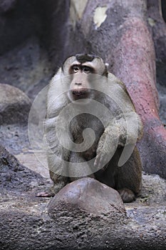 Staring southern pig-tailed macaque