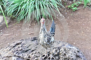 Staring Turkey Pabo in Philippines