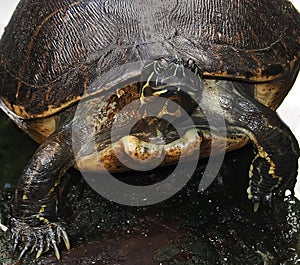 Staring Turtle Emerges from a Pond at the Palm Beach Zoo in Florida