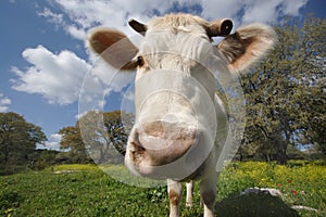 Staring white cow (2)