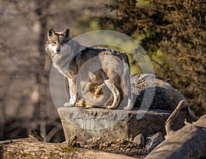 Staring Wolf at Brookfield Zoo