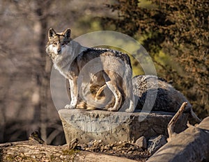 Staring Wolf at Brookfield Zoo photo