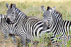 Staring zebras