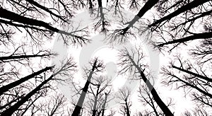 Stark Bare Tree Silhouettes Against White Sky - Upward View