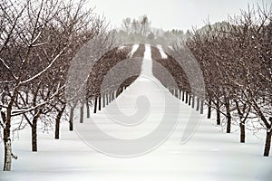 The Stark Beauty Of A Winter Orchard