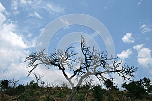 STARK BRANCHES OF BURNT TREE AGAINST BLUE SKY