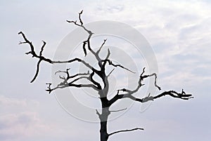 Stark dead tree against gray sky