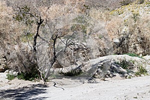 Stark dry desert brush with hints of green, light sandy foreground, hints of yellow wildflowers in background