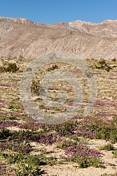 Stark dry southern California desert with blue sky, lonely empty and desolate, adventure hiking camping solitude, peaceful