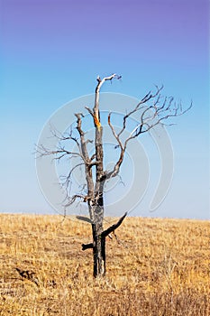 Stark ragged leafless weathered and broken tree stands alone in winter prairie