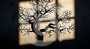 Dramatic tree shadow on cracked wall texture