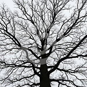 Bare Tree Silhouette Against Overcast Sky