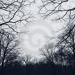 Bare Tree Branches Against Overcast Sky