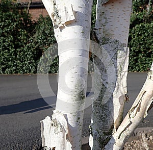 Stark white bark of Betula utilis common name White Birch
