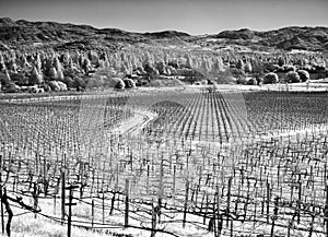 Napa Valley vineyard, black and white