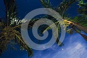 Starlight Night over palm trees