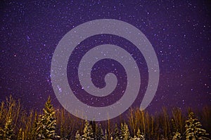 Starlight in winter night