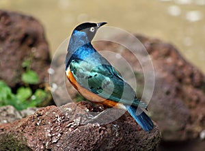 Starling photo