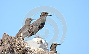 Starling