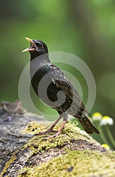 Starling