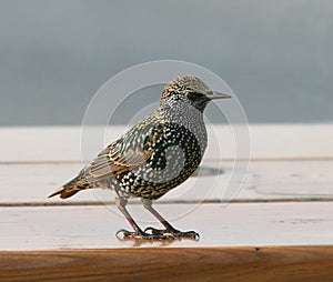 Starling