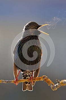 Starling ardent singing