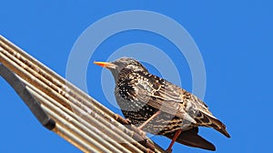 Starling baby in Barcelona city singing in the tree photo