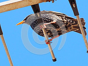 Starling baby in Barcelona city singing in the tree photo