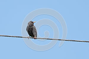 Starling Sturnus vulgaris sitting on a wire