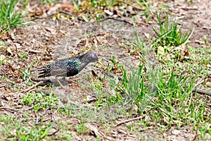 A starling with a beautiful spotted blue-green plumage in a spring meadow with sprouting green grass