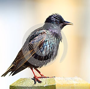 Starling bird