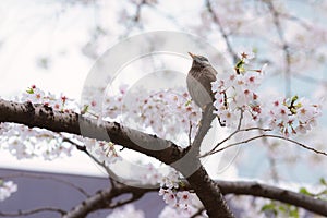 A Starling bird alone in the cherry blossoms in Tokyo