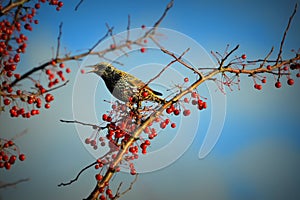 Starling Bird, Beak Open, Red Berries