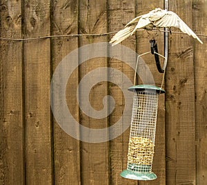 Starling Bird Feeder Meal