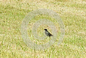 Starling bird on green grass, Lithuania