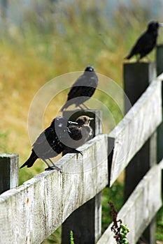 Starling Bird's On A fence