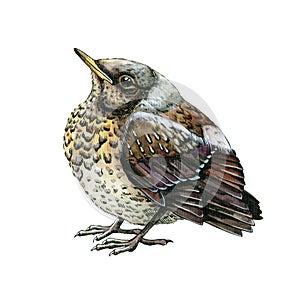 Starling bird small chick. Baby bird thrush watercolor illustration. Common thrush backyard avian. Isolated on white