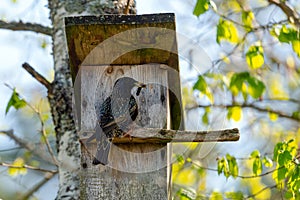Starling bird  Sturnus vulgaris  bringing worm to the wooden nest box in the tree. Bird feeding kids in wooden bird house