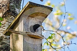 Starling bird  Sturnus vulgaris  bringing worm to the wooden nest box in the tree. Bird feeding kids in wooden bird house