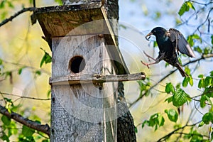 Starling bird  Sturnus vulgaris  bringing worm to the wooden nest box in the tree. Bird feeding kids in wooden bird house