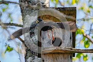 Starling bird  Sturnus vulgaris  flying off the wooden nest box in the tree. Bird feeding kids in wooden bird house hanging on