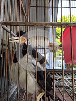 a starling in a cage that chirps and its feathers stand up