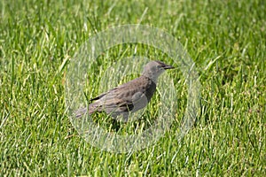 Starling chick in spring