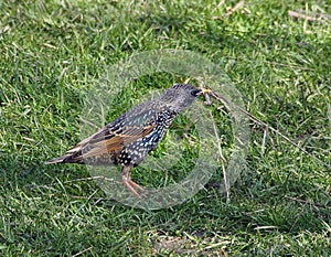 Starling Collecting Nesting Material