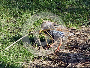 Starling Collecting Nesting Material