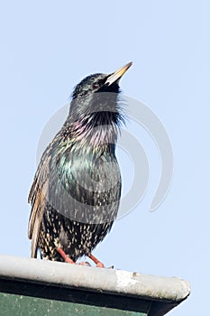 Starling on edge of gutter
