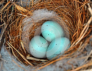 Starling Eggs