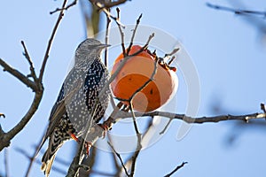 starling feasting on persimmons on a tree in late autumn