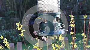 Starling feeding feeder bird