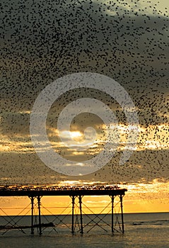 Starling flock over Aberystwyth pier photo
